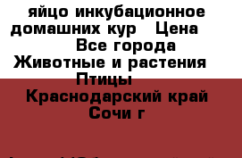 яйцо инкубационное домашних кур › Цена ­ 25 - Все города Животные и растения » Птицы   . Краснодарский край,Сочи г.